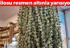 Kilo fiyatı 2 bin 900 TL'ye düştü! Çorbanın içine 1 avuç ekleyin: Kan şekerini terazi gibi dengeleyip kemikleri betona çeviriyor!