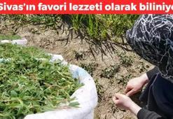 Sivas’ın favori lezzeti olarak biliniyor! Osmanlı mutfağından günümüze kadar geliyor: Böbrekleri diyalizin pençesinden kurtarıyor, kan şekerini dengeliyor