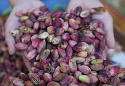 Gaziantep'te hasat sürüyor, kilosu 500 TL'den rekor kırıyor! Tıkalı damarları yağ çözücü gibi açıp kemikleri betona çeviriyor