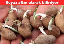 Bardak bardak içmek gerekiyor! 'Topraktaki altın' olarak biliniyor: Kış aylarının vazgeçilmezi, Protein ve kalsiyum deposu