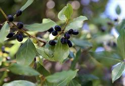 Sinop'ta doğal ilaç olarak biliniyor! Elle tek tek toplanıyor: Çayını yapıp içen şifa buluyor, iltihap kurutucu etkisi var