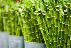 Şehir Bahçeciliği: Balkonlarda Organik Tarım