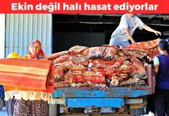 Antalya'da halı hasatı başladı! Tarlalarda rengi solduruluyor, gören ihtişamına kapılıyor