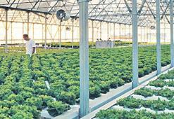 Yerel üreticilere destek