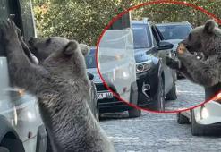 Kentte büyük şok! Ayı saldırısına uğrayan kişi son anda kurtuldu: Valilik'ten açıklama