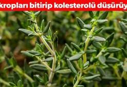 Bilinen en güçlü antioksidan! Tıkalı damarları yağ çözücü gibi açıp vücuttaki mikropların kökünü kazıyor!