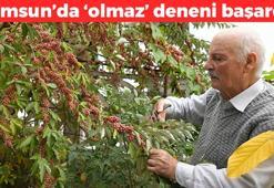 Ana vatanı Meksika ama Samsun'da üretiliyor! Damarları saniyesinde genişletiyor, kolesterolü dengeleyip safra kesesindeki toksinleri arındırıyor