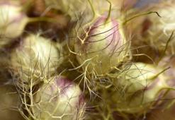 İbn-i Sina’nın mucize tarifi gün yüzüne çıktı! 1000 yıllık gelenek, modern tıbbın onayıyla birleşti:Hafızayı açıyor, bağışıklığı kalkan gibi koruyor