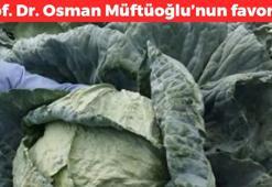 Prof. Dr. Osman Müftüoğlu'nun favorisi! Salatasını yapıp tabak tabak yiyin: Folat ve potasyum zengini