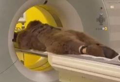 Meyve fazla gelince hastanelik oldu: 300 kiloluk ayı Okan MR’dan geçti