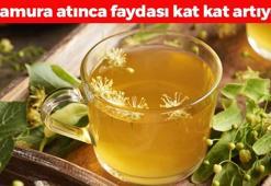 Ihlamura ekleyince şifası 10 katına çıkıyor! Öksürük, hırıltı ve balgamın kökünü kazıyor, boğazdaki mikrobu ve ağrıyı yok ediyor!