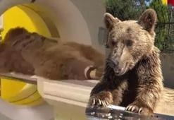 'Okan' isimli 300 kiloluk ayıya MR çekildi: Sağlık durumu belli oldu