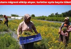 Adana'da şifalı otun hasadı başladı! Bir tutamı migren ağrılarını tarihe gömüyor, bilinen en güçlü doğal ağrı kesici oymuş, doğadan gelen şifa kaynağı