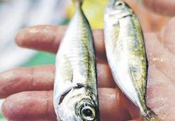 Tezgahlarda küçük balık bolluğu