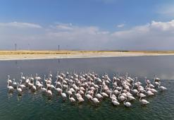 Flamingolara ev sahipliği yapan bölge büyük ilgi görüyor! Renkli dansları hayranlık uyandırıyor