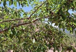 İltihabı kurutup tıkalı damarları yağ sökücü gibi açıyor, kolesterolü silip atıyor! Doğal tansiyon ilacı