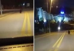 Ankara'da şaşkına çeviren görüntü! Ayı sokağa indi