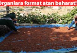 Osmanlı saray mutfağının gizli baharatı: Her gün 1 kaşık yerseniz ne olur? Tansiyonu saniyesinde sabitliyor