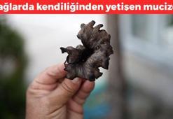 Dağlarda kendiliğinden yetişiyor: Bin yıldır şifa kaynağı, faydalarını öğrenince kendiniz toplamak isteyeceksiniz