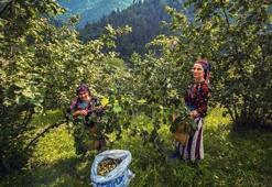 Fındık hasadında görünmeyen risk: Toz astım ve alerjiyi tetikliyor