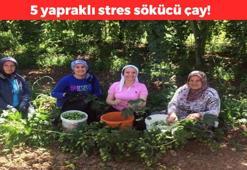 Kaygı ve mide bulantısını gideriyor! 5 yapraklı çay: Her sabah içenler şifa buluyor