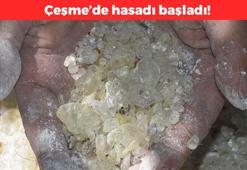 İzmir'de hasadı başladı! Kasım ayında tüketmeye hazır olacak, kolesterolü sıfırlayıp kan şekerini terazi gibi dengeliyor