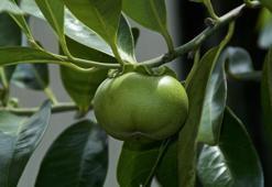 Dünyanın en tehlikeli ağacıymış! Dokununca bile zehirliyor