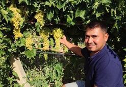 Coğrafi işaretli lezzette hasat başladı! Tansiyonu dengeleyip damarları genişletiyor, bağırsakları harıl harıl çalıştırıyor!