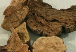 Sarmaşık deyip geçmeyin! Çin tıbbının gözdesi Fo-Ti, damarlarda çamaşır suyu etkisi yaratıyor: Kabızlık sorununa çözüyor