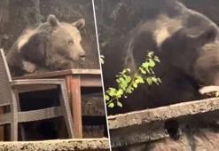 Lokantada masaya oturup servis bekledi! Ayıyı görenler şaştı kaldı