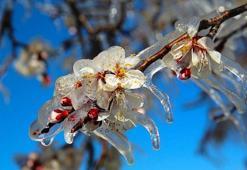 Yüz binlerce çiftçiye müjde! Resmi Gazete'de yayımlandı