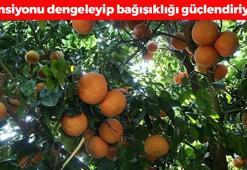 C vitamini kralı olarak da biliniyor! Kolesterolün kökünü kazıyıp tansiyonu dengeliyor, bağışıklığı güçlendiriyor!