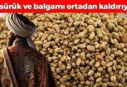Osmanlı'da yemeklere avuç avuç atılıyordu! Limondan ve sarımsaktan 30 kat daha etkili, öksürük, balgam ve hırıltının kökünü kazıyor! Boğazdaki mikropları öldürüyor