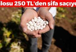 Gümüşhane lezzetinde hasat vakti! Kilosu 250 TL: Tıkalı damarları yağ çözücü gibi açıp kan şekerini terazi gibi dengeliyor!