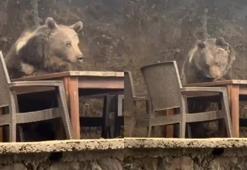Ankara’da lokantaya giren ayı masaya oturup servis bekledi