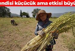 Japonlar Gökova'dan kilo kilo alıyor! İnek sütünden 10 kat daha faydalı! Kemikleri betona çeviriyor, tıkalı damarları yağ çözücü gibi açıyor