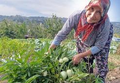Manisa'dan yayılan mucize, tanesi 20 TL'den satılıyor! Kabızlığı tarihe gömüyor, dünyanın en zengin potasyum kaynağıymış