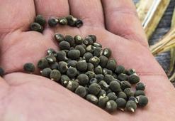 Vücudunuzu toksinlerden arındıran, kalbinizi güçlendiren ve bağışıklığınızı zirveye taşıyan tohum! Enfeksiyona ilaç gibi en etkili müdahale