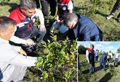 Sinop'ta hasadı yapıldı! 'Süper meyve' olarak biliniyor