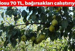 Kilosu 70 TL'den satılıyor! Bağırsakları motor gibi çalıştırıyor, kan şekerini terazi gibi dengeliyor! Bağışıklığı fişek gibi yapıyor