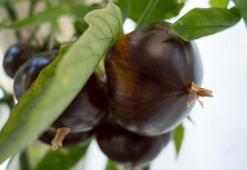 Dünyanın en güçlü antioksidan kaynağı! Amerika'da ona gençlik iksiri diyorlar