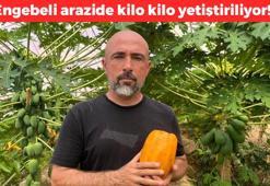 Engebeli arazide olmaz deneni başardı! Kilosu 50 TL: 104 dönümlük alanda 20'den fazla çeşit yetiştiriliyor