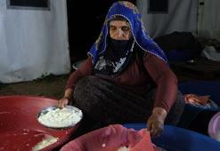 3 bin rakımda üretiliyor, kilosu 500 TL! Kemikleri betona çevirip B12 ve demir depolarını zirveye taşıyor! Beyaz peynir yerine yiyin