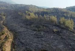 Muğla Köyceğiz’de ormanlar küle döndü