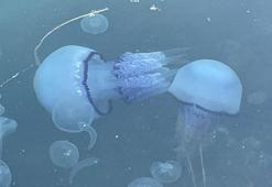 Marmara Denizi'nde tehlike kapıda! Kabus yeniden hortladı: Balıkçılık bitti artık