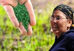 Türkiye'de kendiliğinden yetişiyor ! Kanı temizleyip, organları yeniliyor: Vücudu dipçik gibi yapan bitki