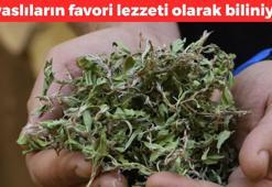 1 kilosundan 10 kere yemek yapılabiliyor! Sivaslıların favorisi: Kilosu 100 TL'den satılıyor, romatizma ve eklem ağrılarının kökünü kurutuyor
