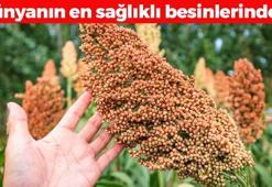 Haşlayıp kaşık kaşık yiyince demir, magnezyum ve çinko depolarını fullüyor! Kan şekerini terazi gibi dengeliyor, bağırsakları motora çeviriyor!