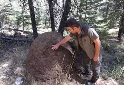 Antalya'da ormandaki dev yuvaların sırrı! Bölgeye özel izinle giriliyor...