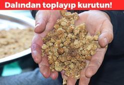 Dalından toplayıp kaynatın, her sabah tüketin: 1 kaşık yiyen 10 yıl hasta olmuyor! Demir depolarını doldurup taşırıyor